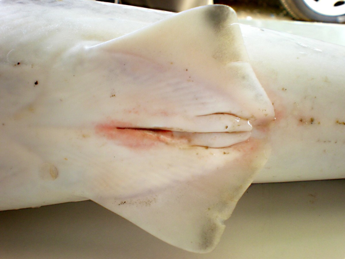 The claspers of a male spinner shark