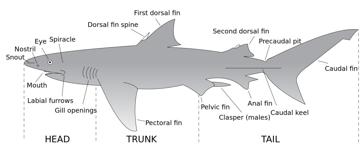 Fins and external body structure of a typical shark; frilled sharks have the same fins, but their body structure is very different