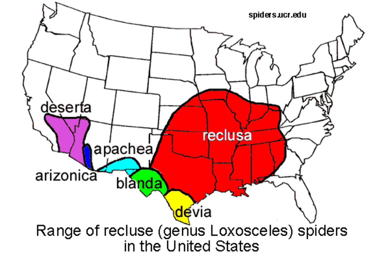 The geographical range of the brown recluse spider.