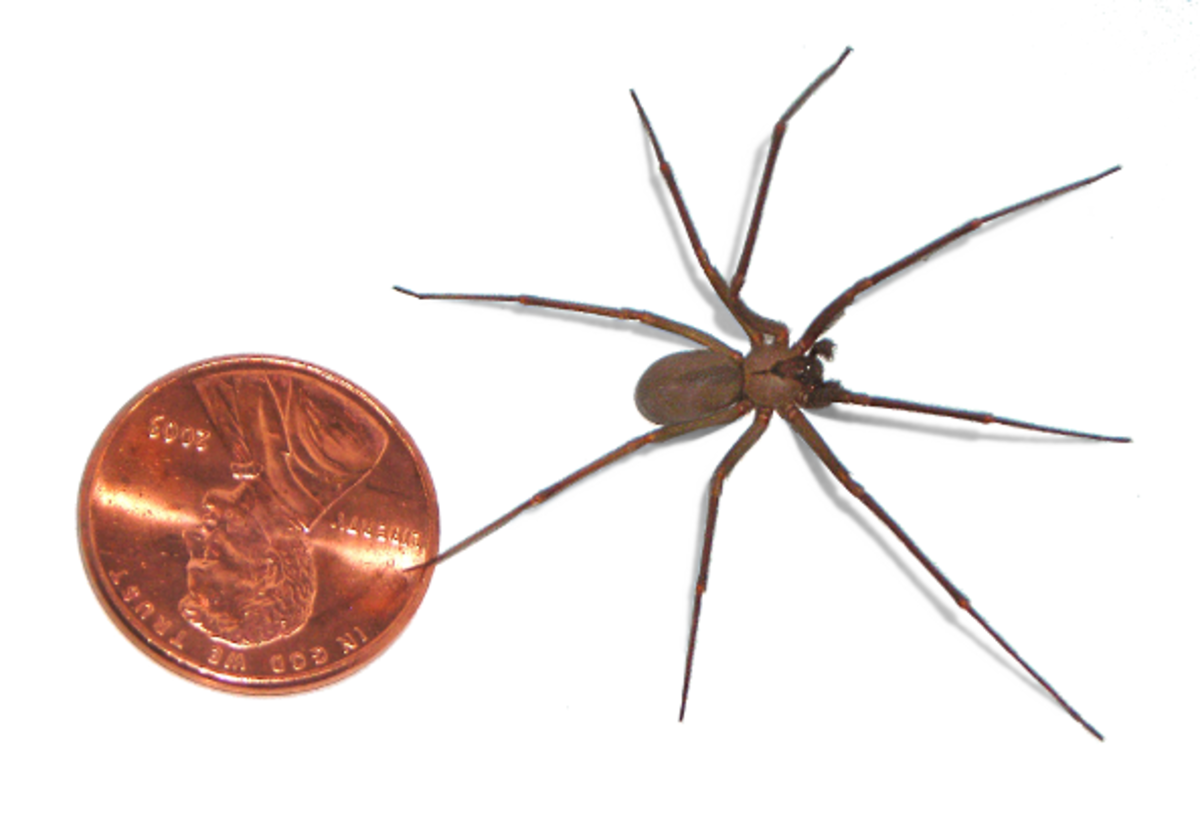 brown-recluse-identification