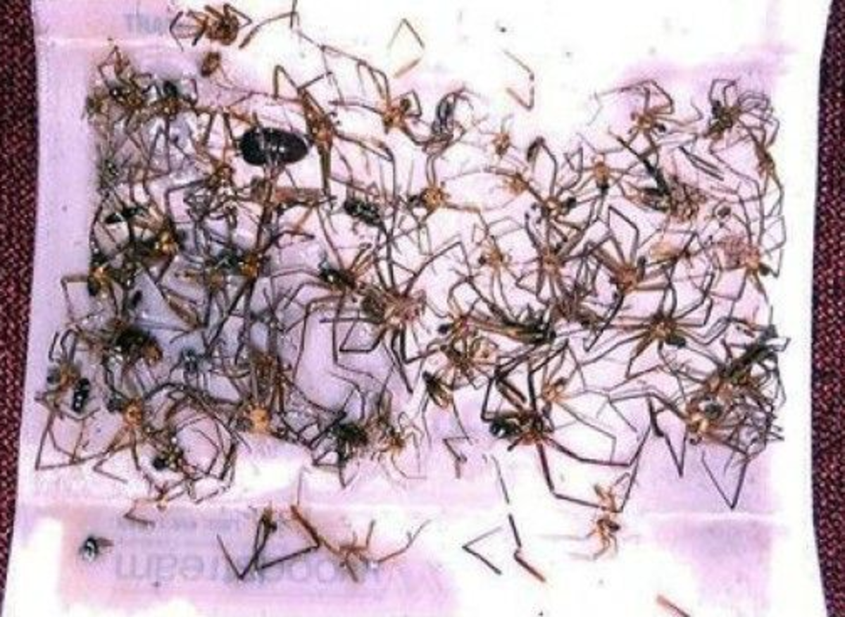 Brown recluse spiders caught by a sticky trap.