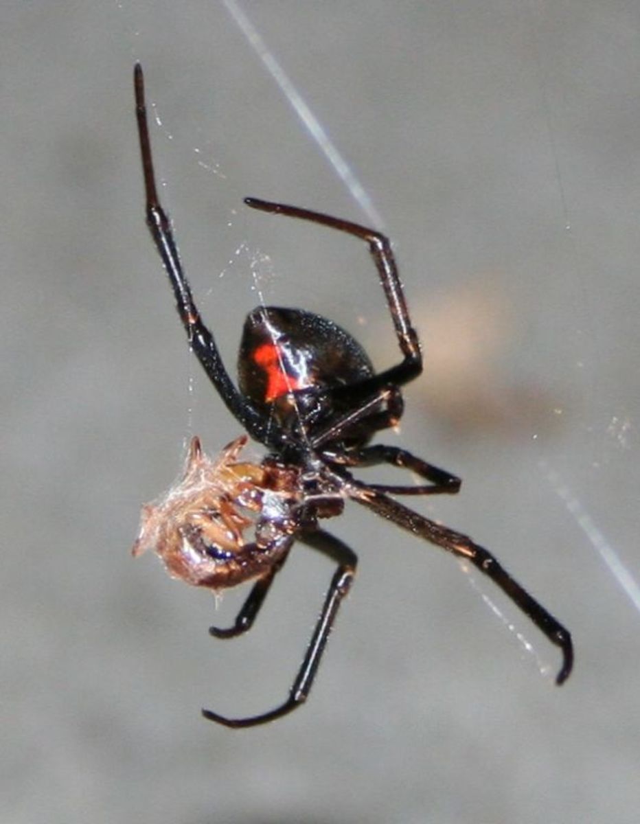 Black Widow consuming her prey