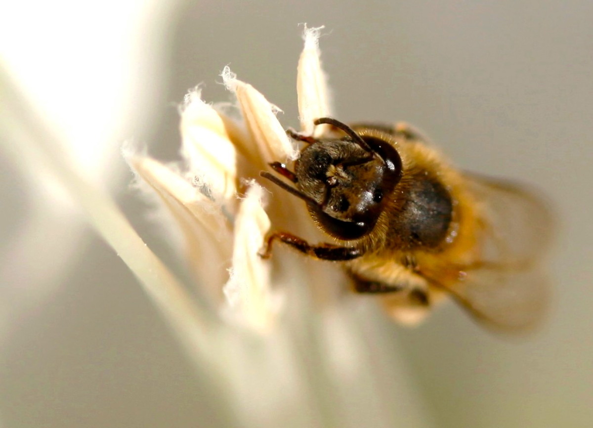 Honey bees collect and carry pollen from one plant to another, which fertilizes crops.