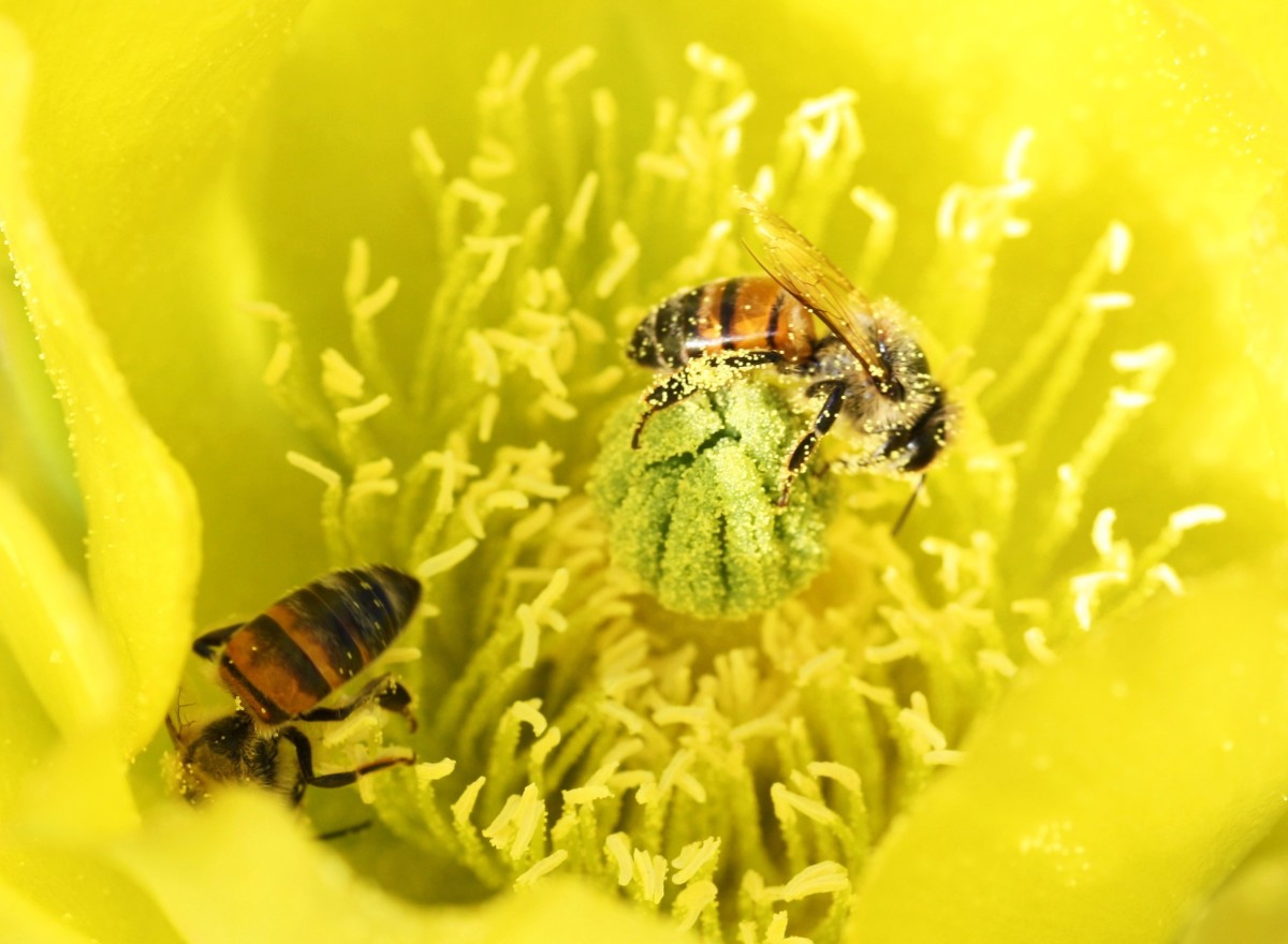 These bees are getting covered in pollen as they ferret around in a cactus flower