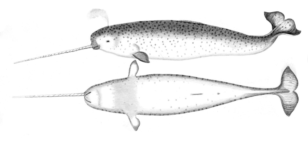 Upper and lower surfaces of a male narwhal