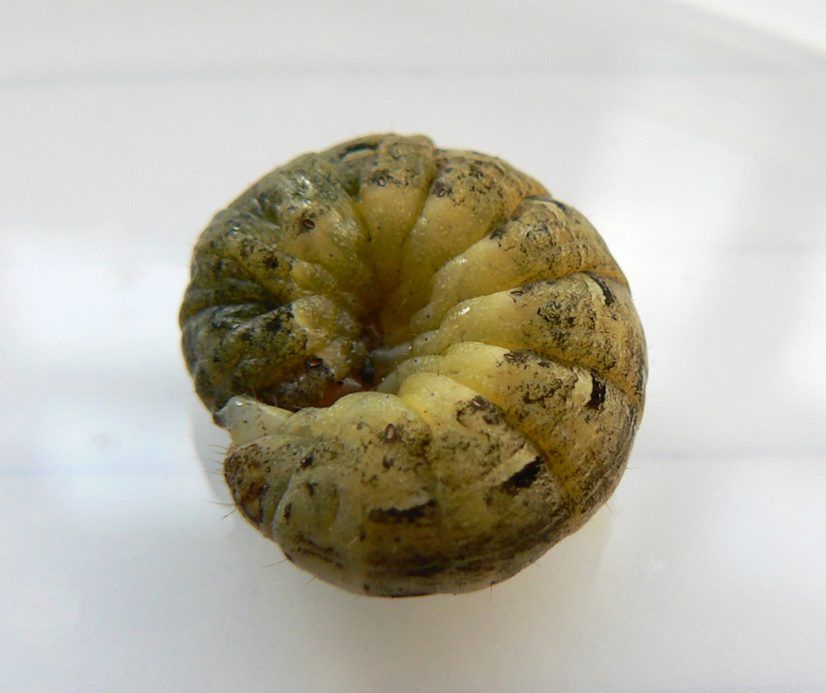 Cutworms live in the soil and eat almost any plant.