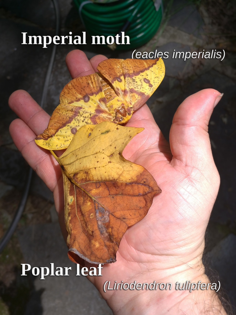 Adult Imperial Moth, Showing Camouflage