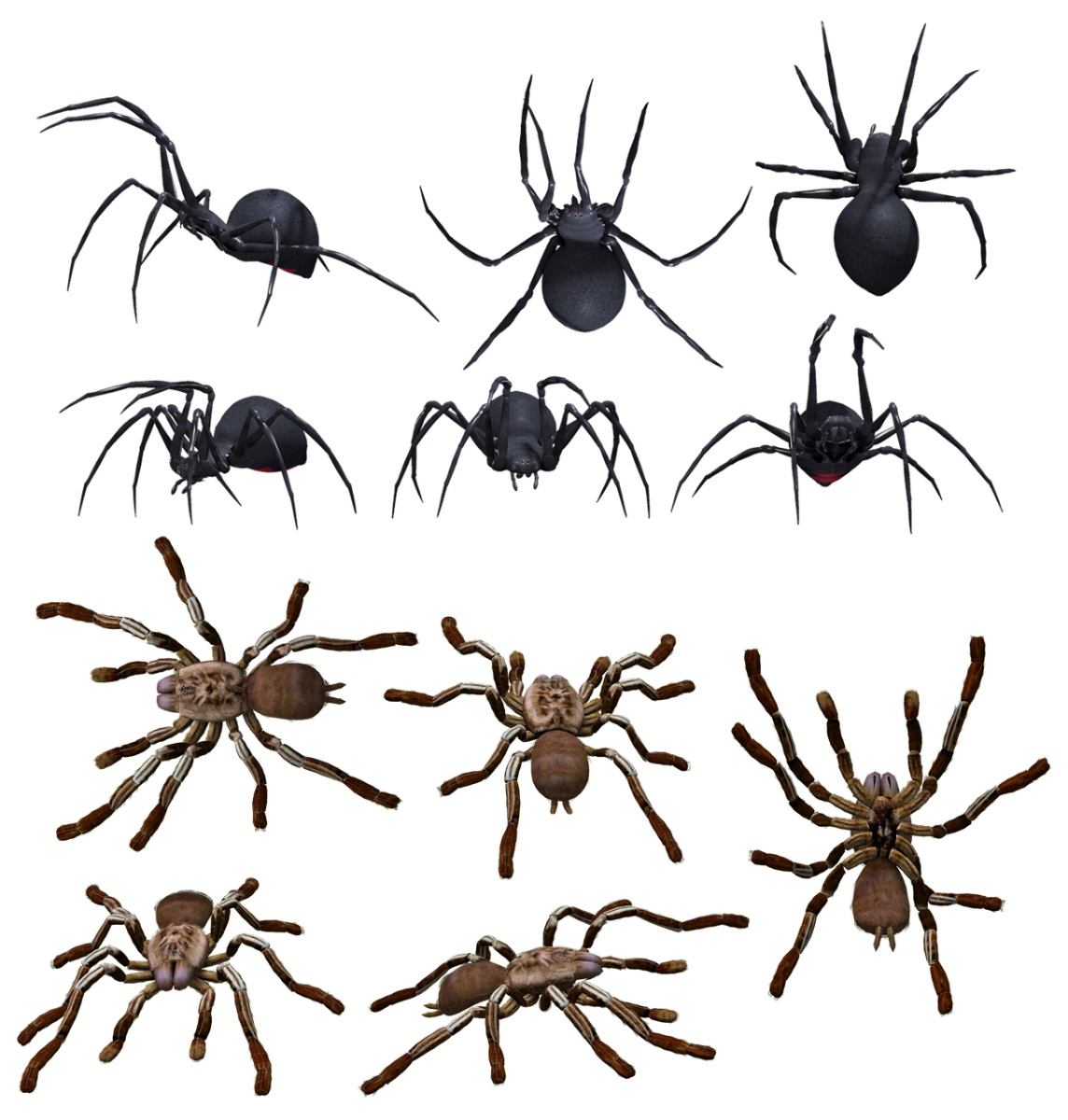 The widow (top) and the recluse (bottom) types of spiders are the only North American arachnids that pose any kind of threat to humans.