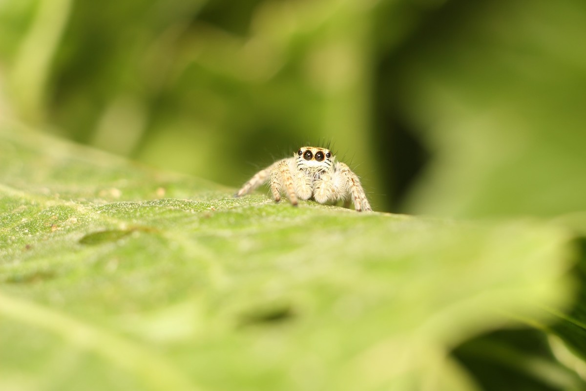 Jumping Spider Facts, Identification, & Pictures