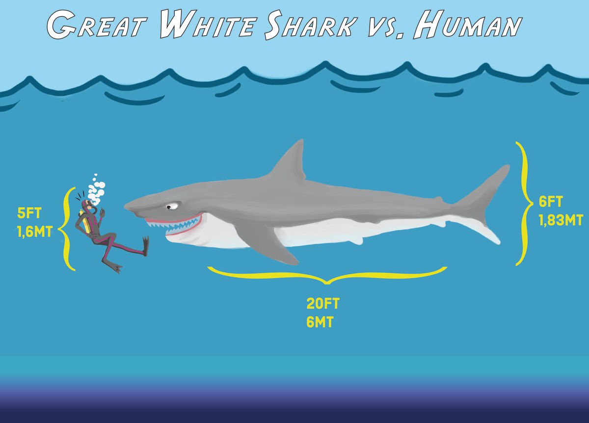A great white shark vs a human