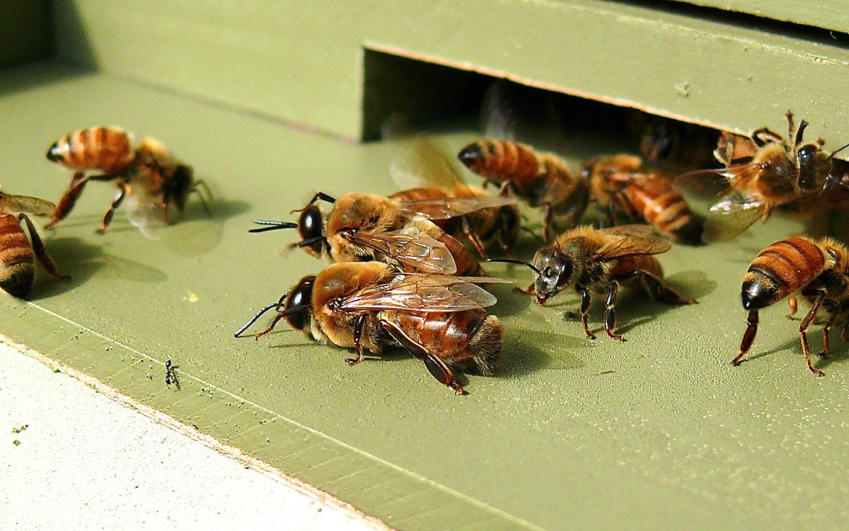 Two drones (males) surrounded by workers (females) at the entrance of a hive