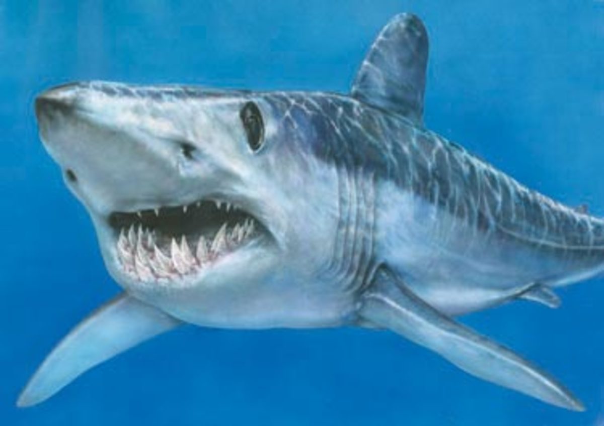 are-there-dangerous-sharks-in-british-waters-owlcation