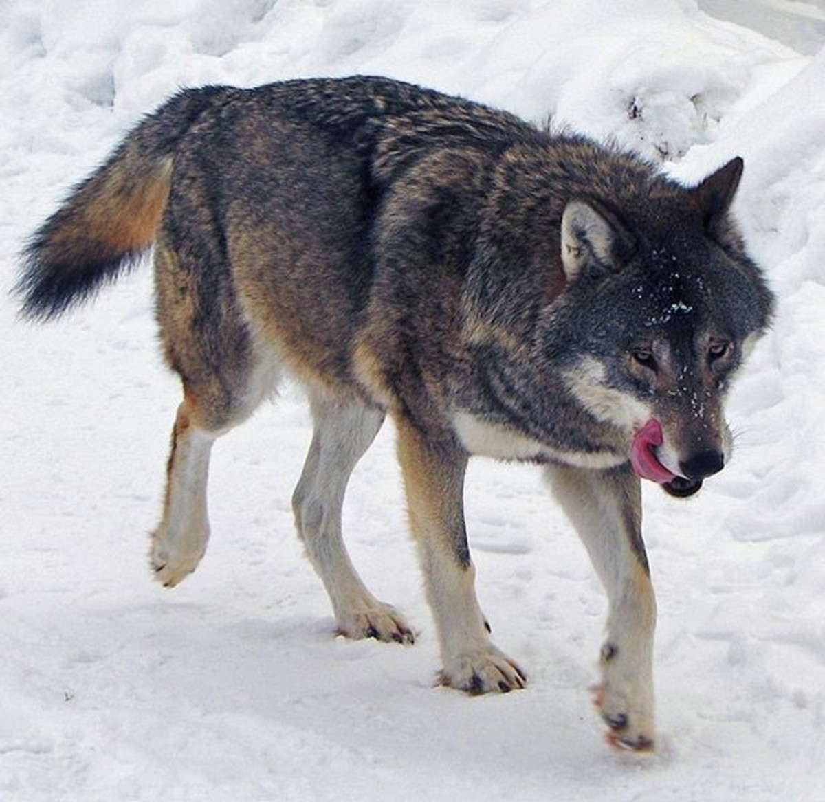 Wolf in winter.