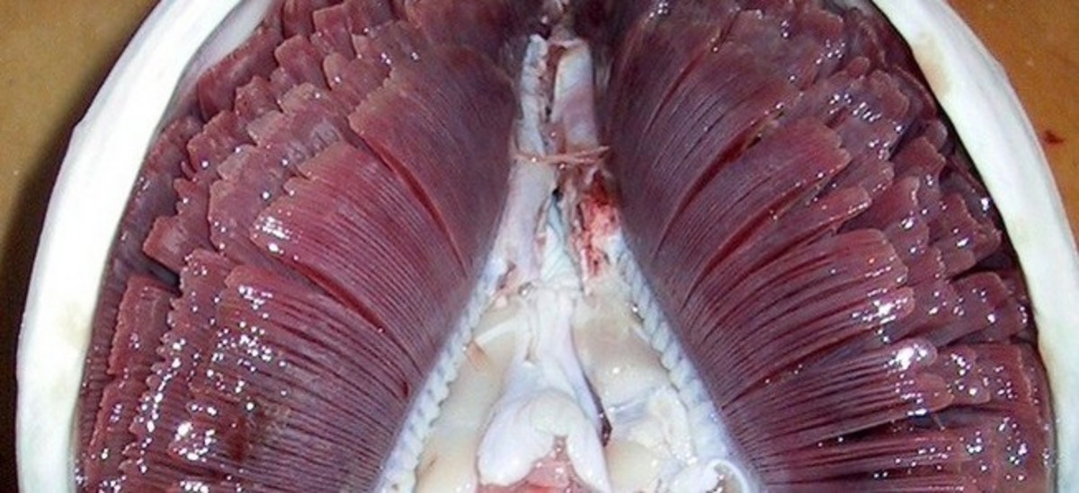 The blood vessel rich gills of a tuna. Gills operate a countercurrent blood flow system to maximise diffusion.
