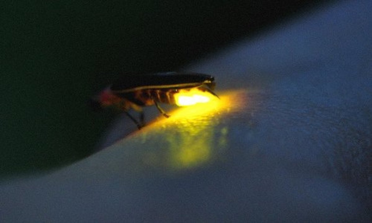 Firefly or Lightning Bug as some call them. 