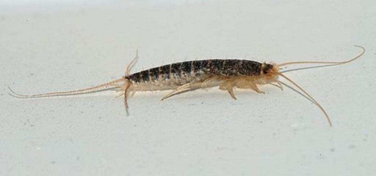 Silverfish get their name from their silvery-blue appearance and their fishlike movements.