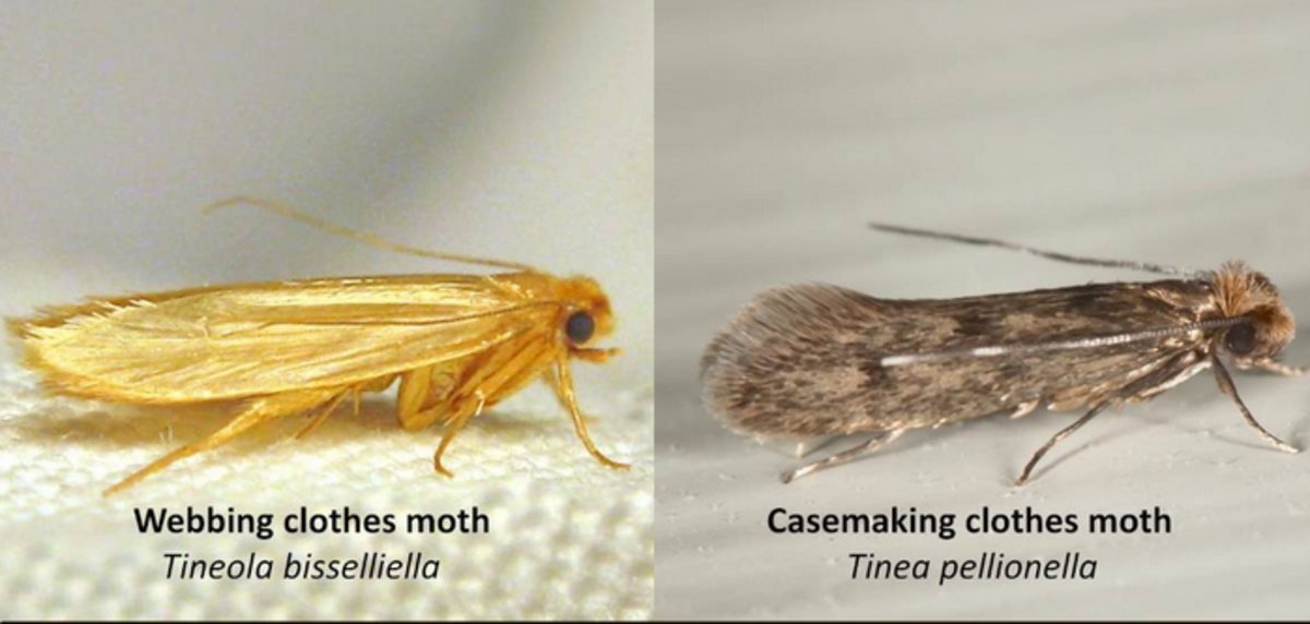 There are many ways to control clothes moths including very effective moth balls. 