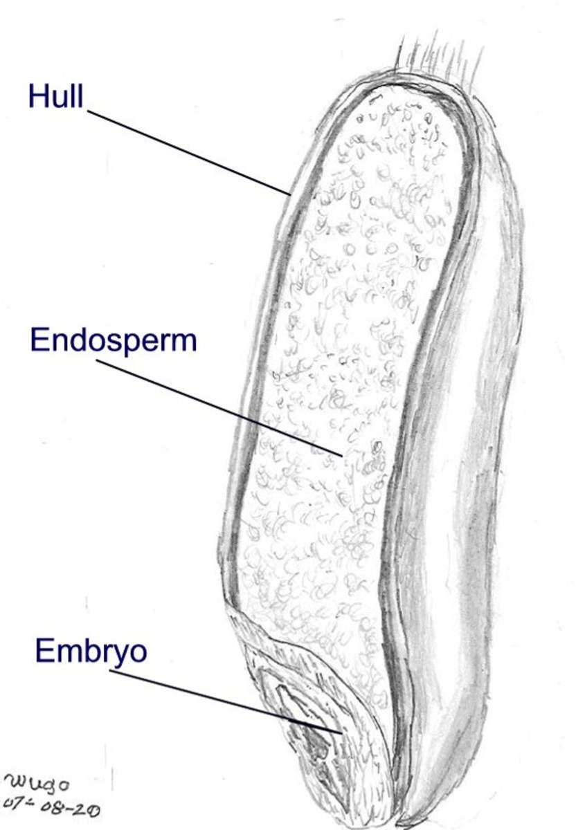 Monocot seed diagram