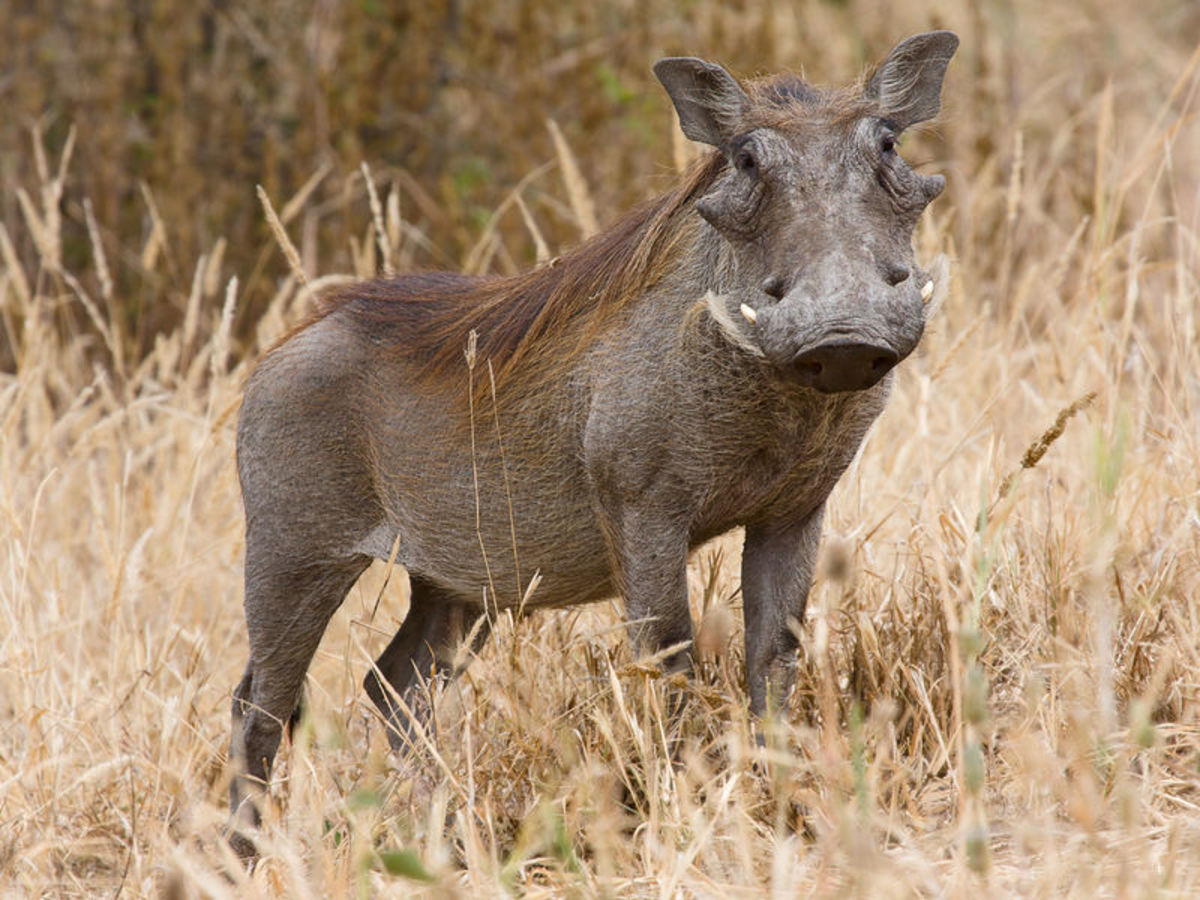 The warthog