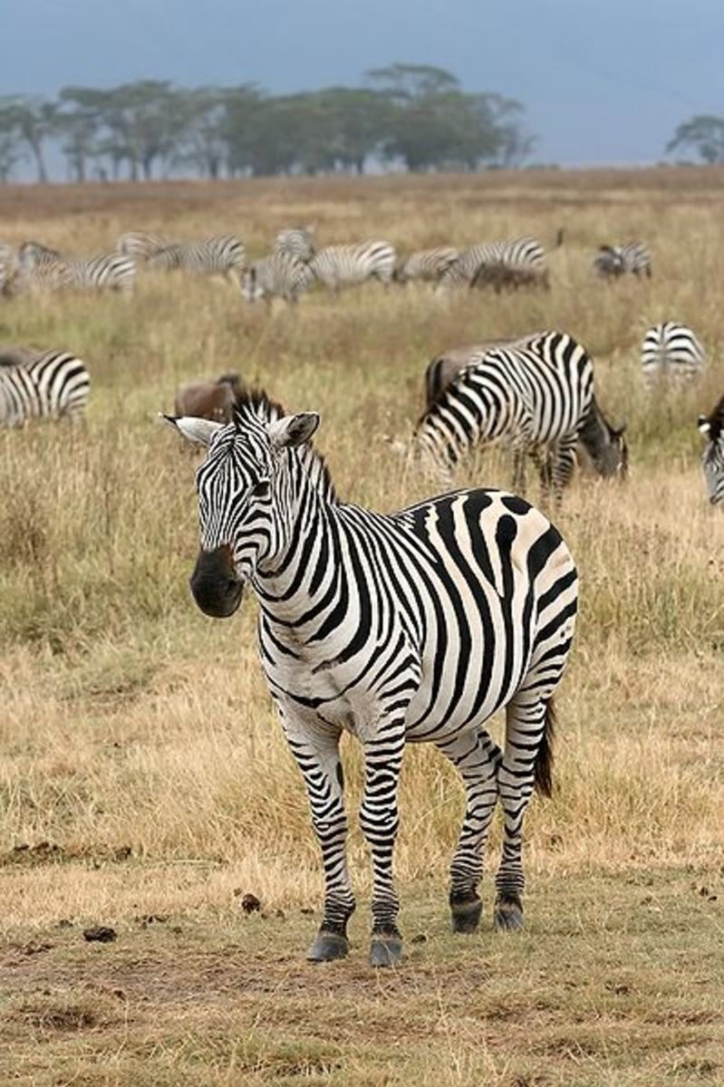 The plains zebra