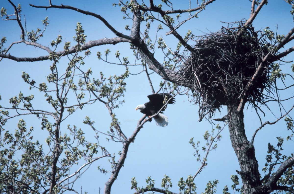 Bald eagle nest - that’s a lot of sticks