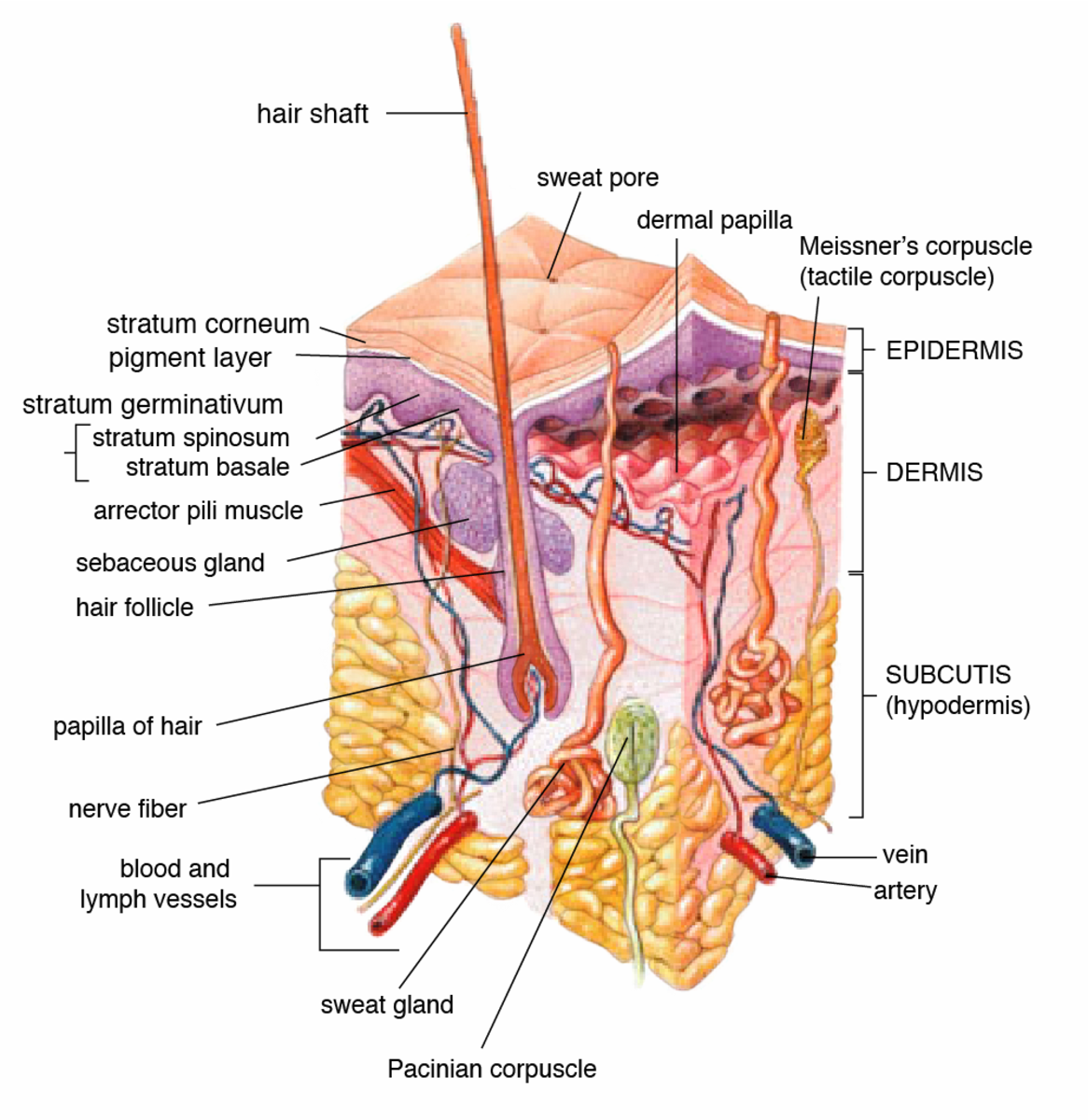 Anatomy of human skin
