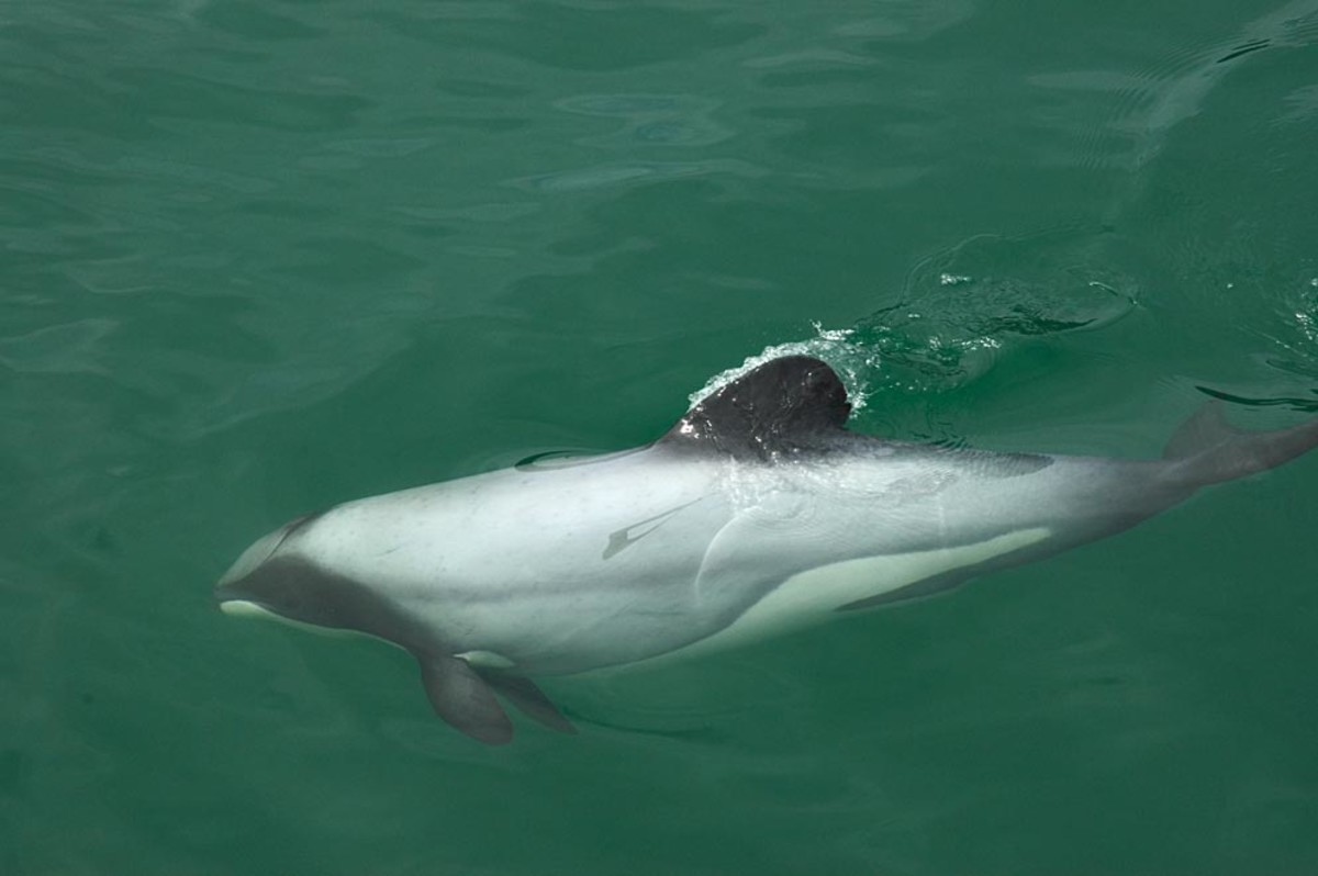 Another view of a Hector's dolphin
