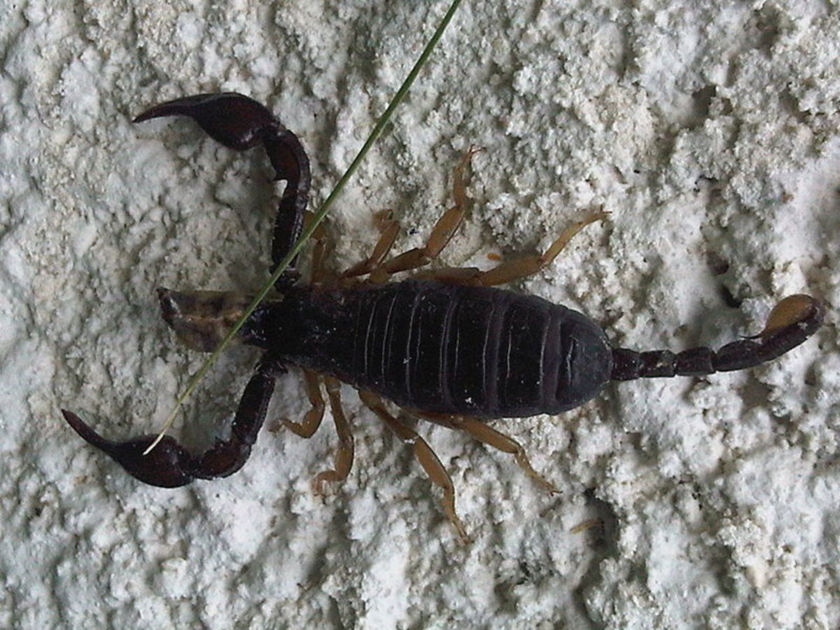 European yellow-tailed scorpion 