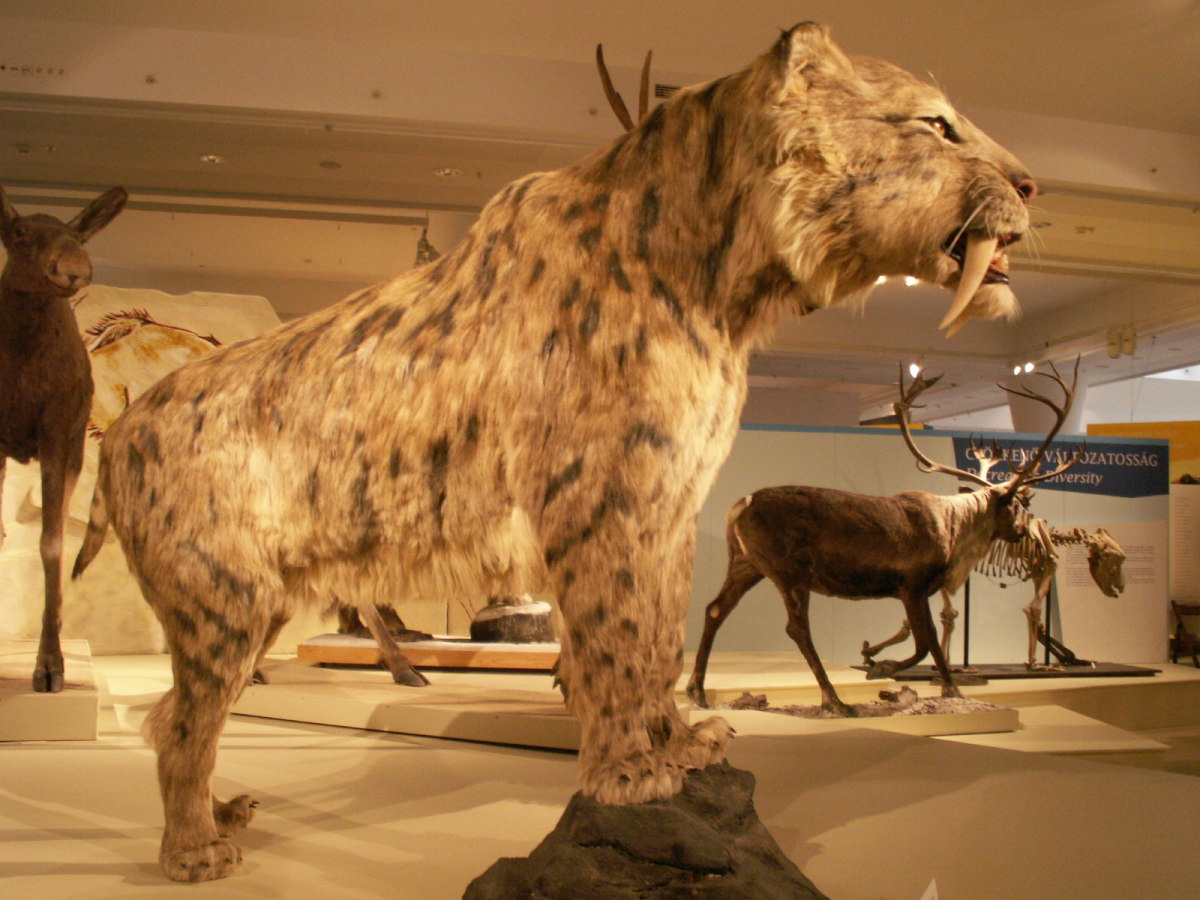 Smilodon populator—the largest Saber-Toothed Cat, and the largest cat to ever live.