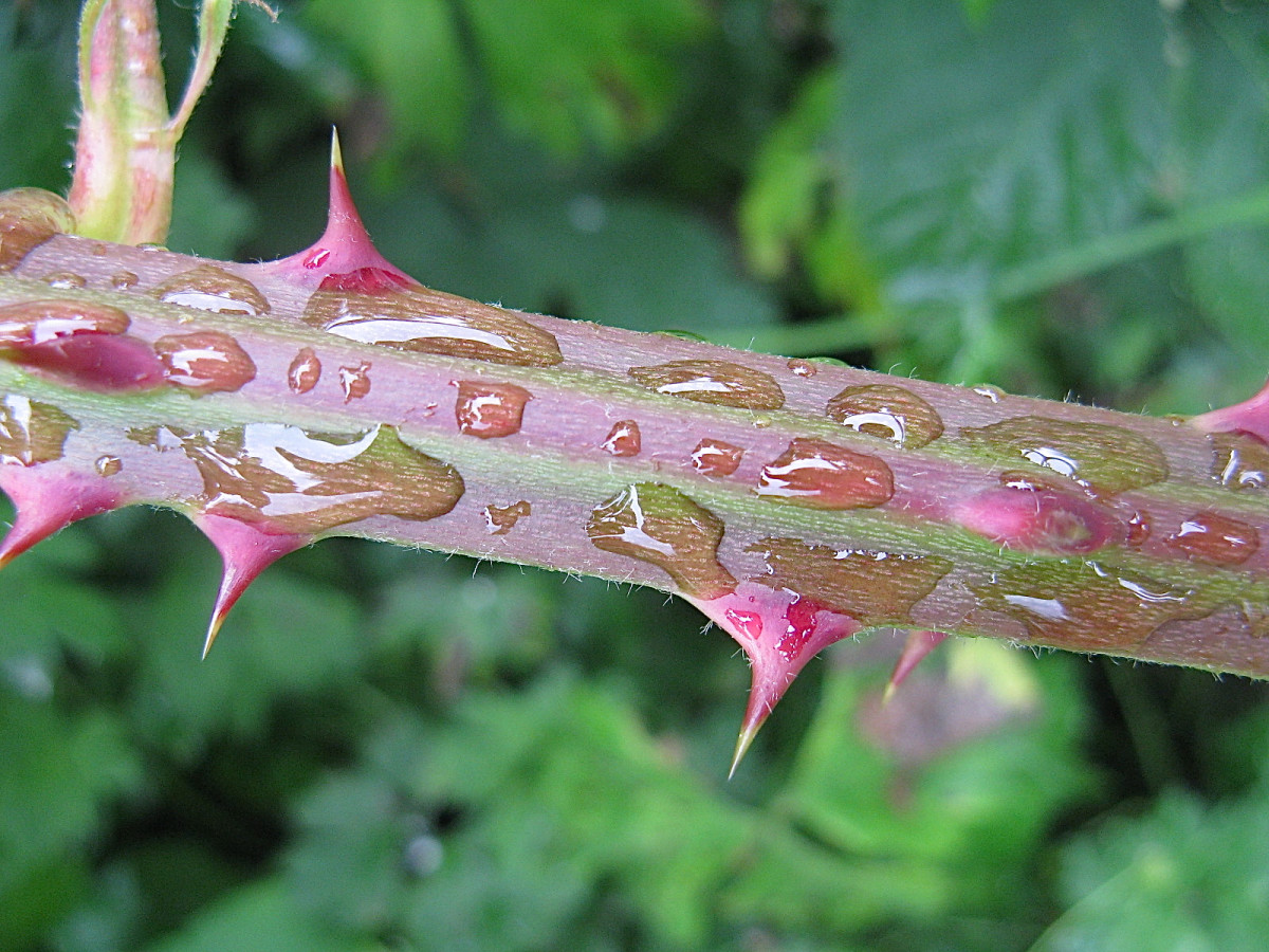 A close-up view of Himalayan blackberry thorns on a big cane after rain