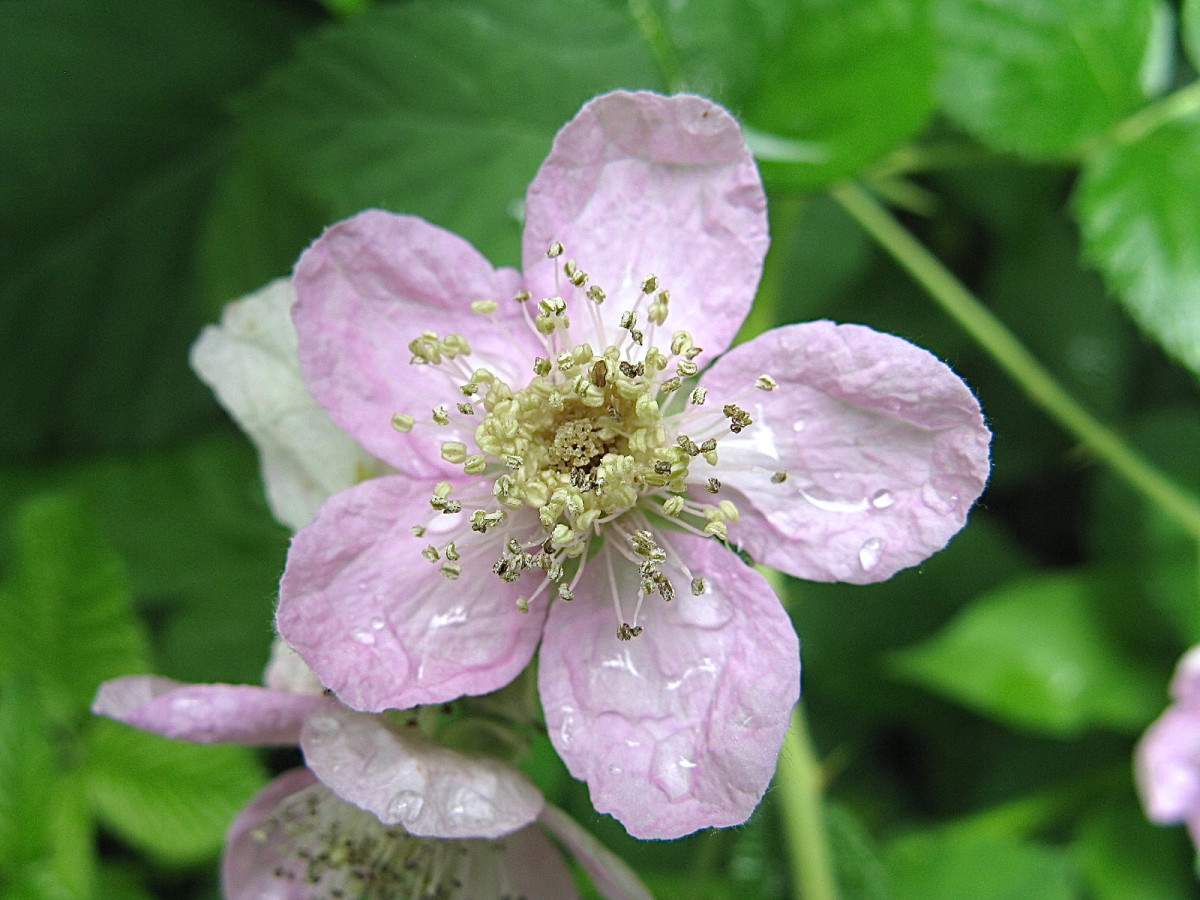 Himalayan Blackberry An Invasive Bush With Tasty, Edible Fruit Owlcation