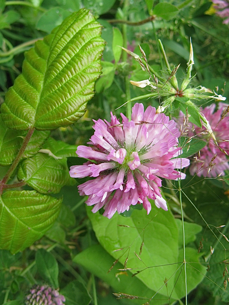 Himalayan Blackberry An Invasive Bush With Tasty, Edible Fruit Owlcation