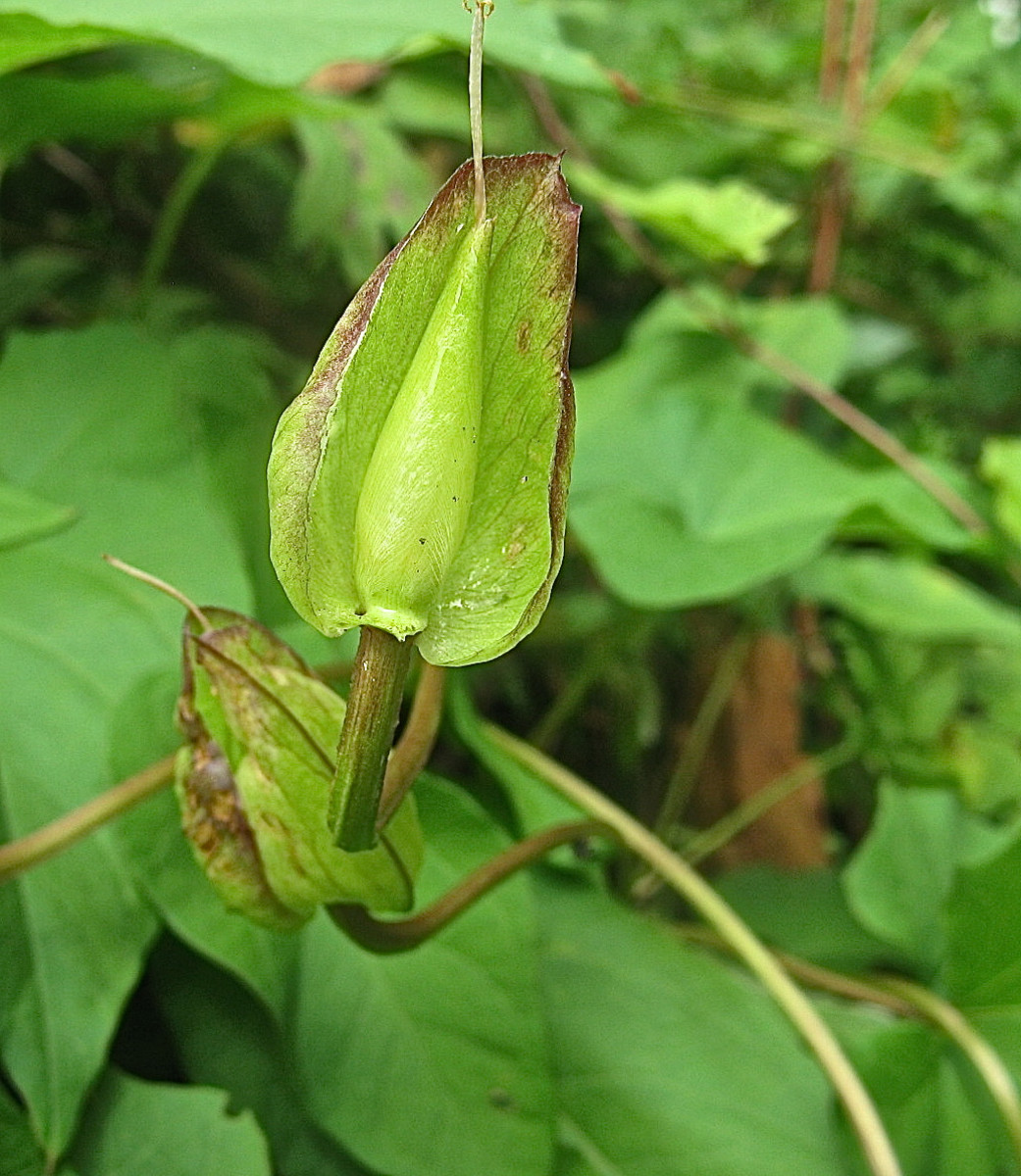 One of the two bracts that were at the base of the flower has been removed, showing the fruit inside.