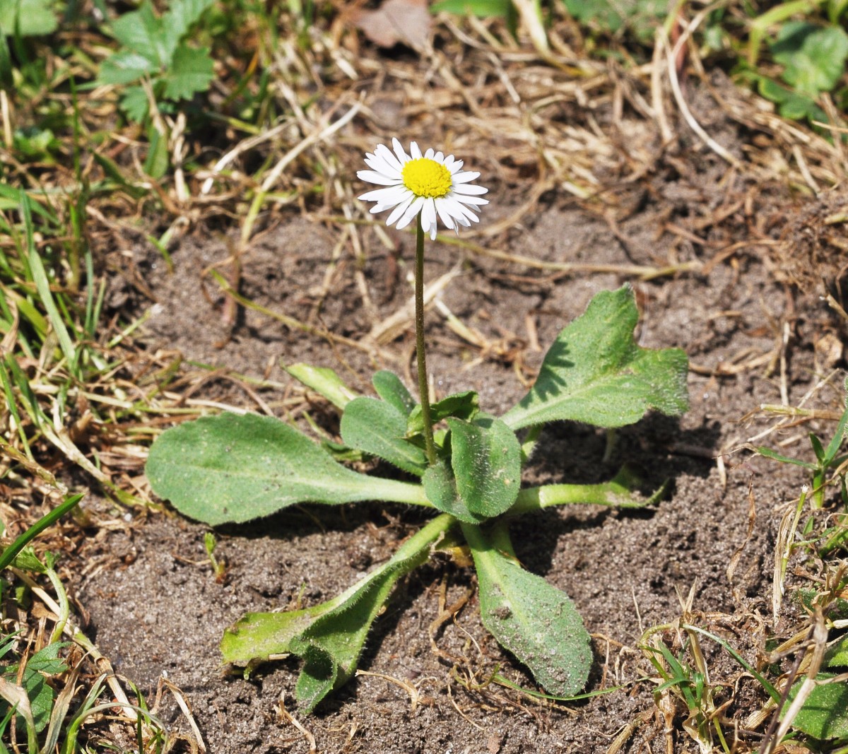 Daisy leaves. Bellis perennis. Tigidius perennis. Stokrotka Bellis. Маргаритки стебель листья.