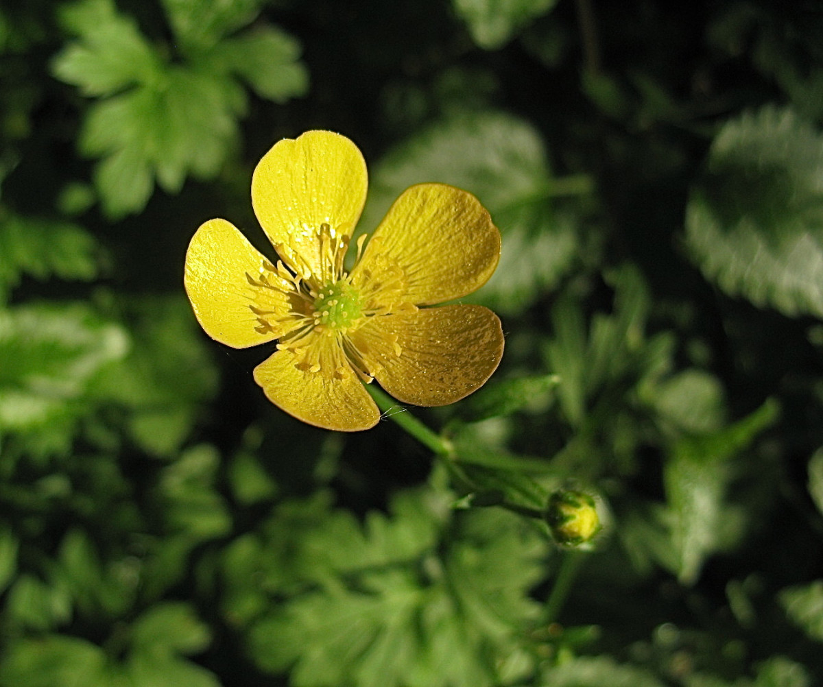 Почему Лютик на английском Buttercup