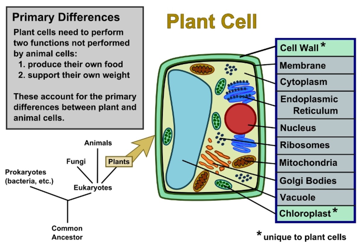 Plant Cell And Animal Cell Structure And Function Plant Cell And Animal Cell Structure And Function