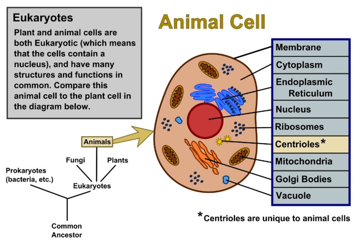 Diagram of an animal cell.