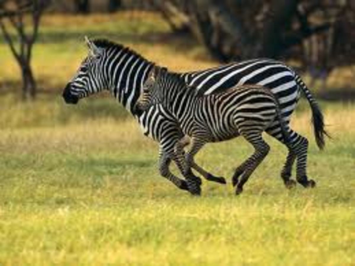 Zebra with Baby