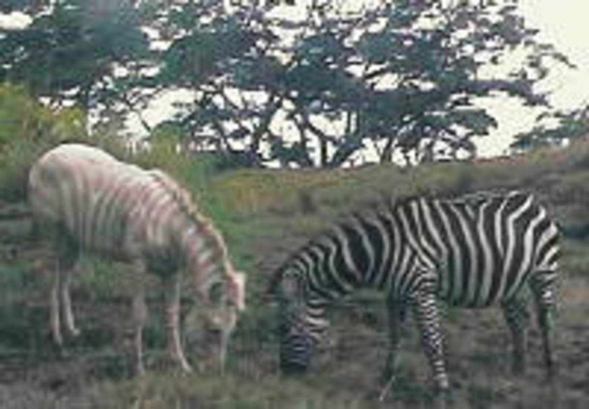 meet-zoe-the-rare-golden-zebra