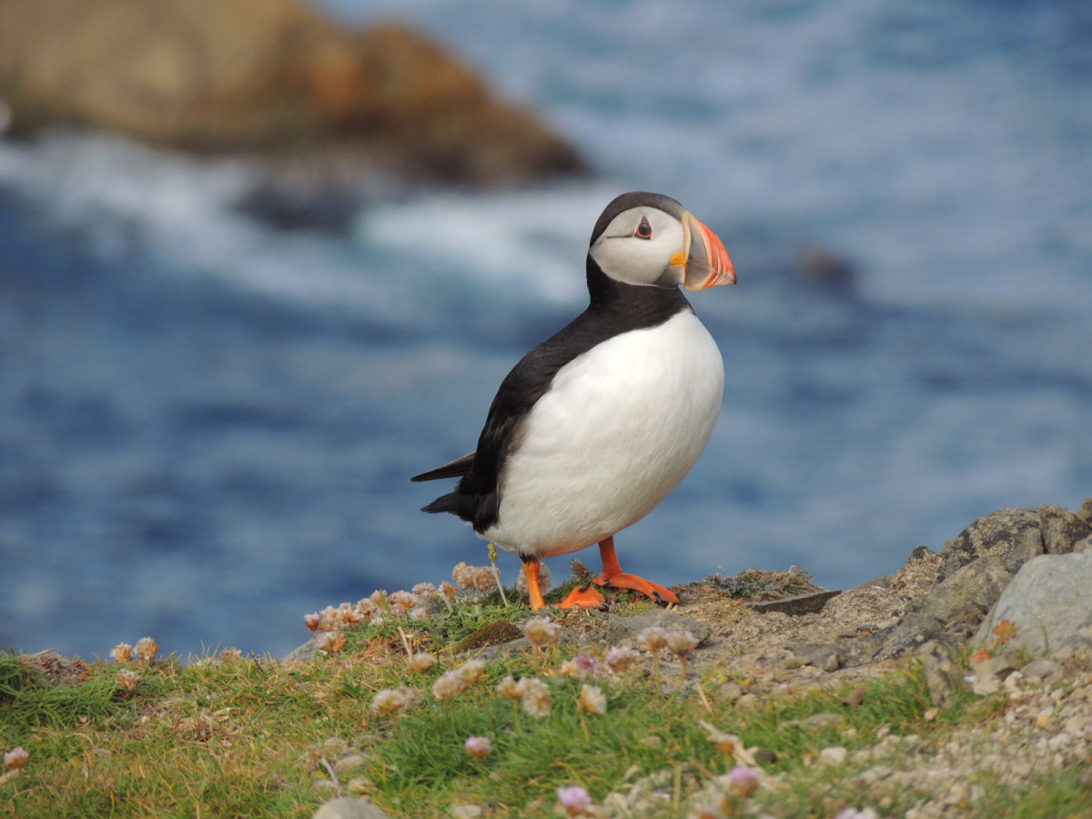 fun-facts-about-puffins
