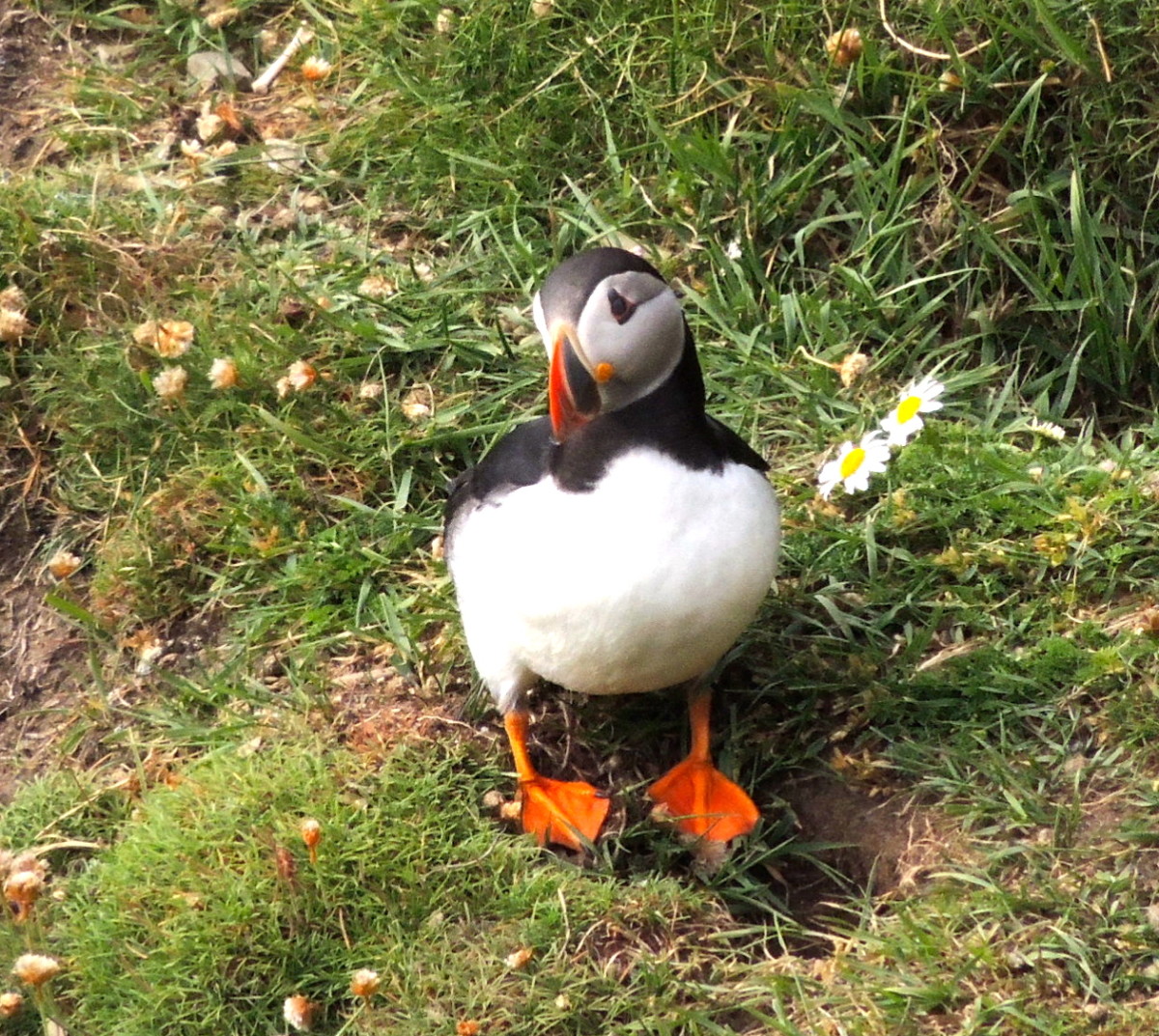 Fun Facts About Puffins for Kids - Owlcation