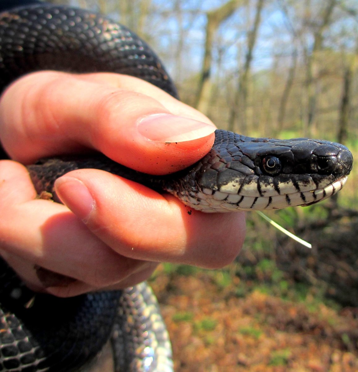 A nonvenomous Black Rat Snake (Pantherophis obsoletus) being carefully restrained in an effort to get a good view of its head.  Pic taken by Jake Houser.