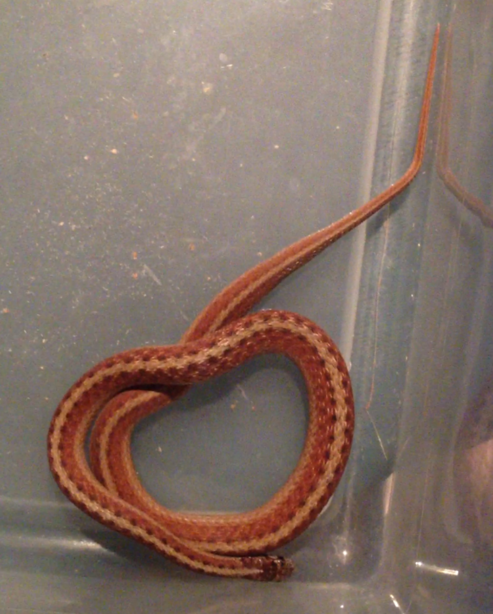 Western Earth Snake (Virginia valeriae elegans), found in southwestern third of the state.