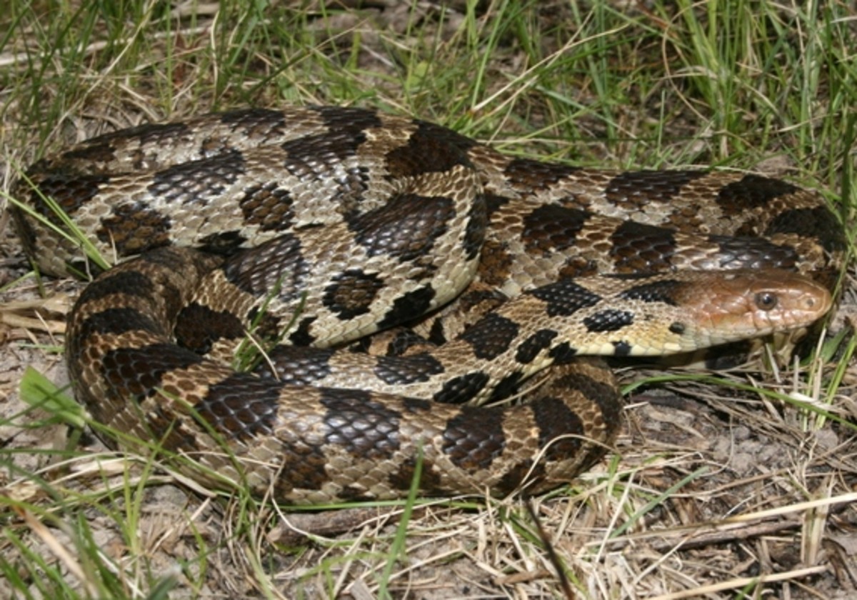 Western Fox Snake (Pantherophis ramspotti) found in the northwestern corner of the state.