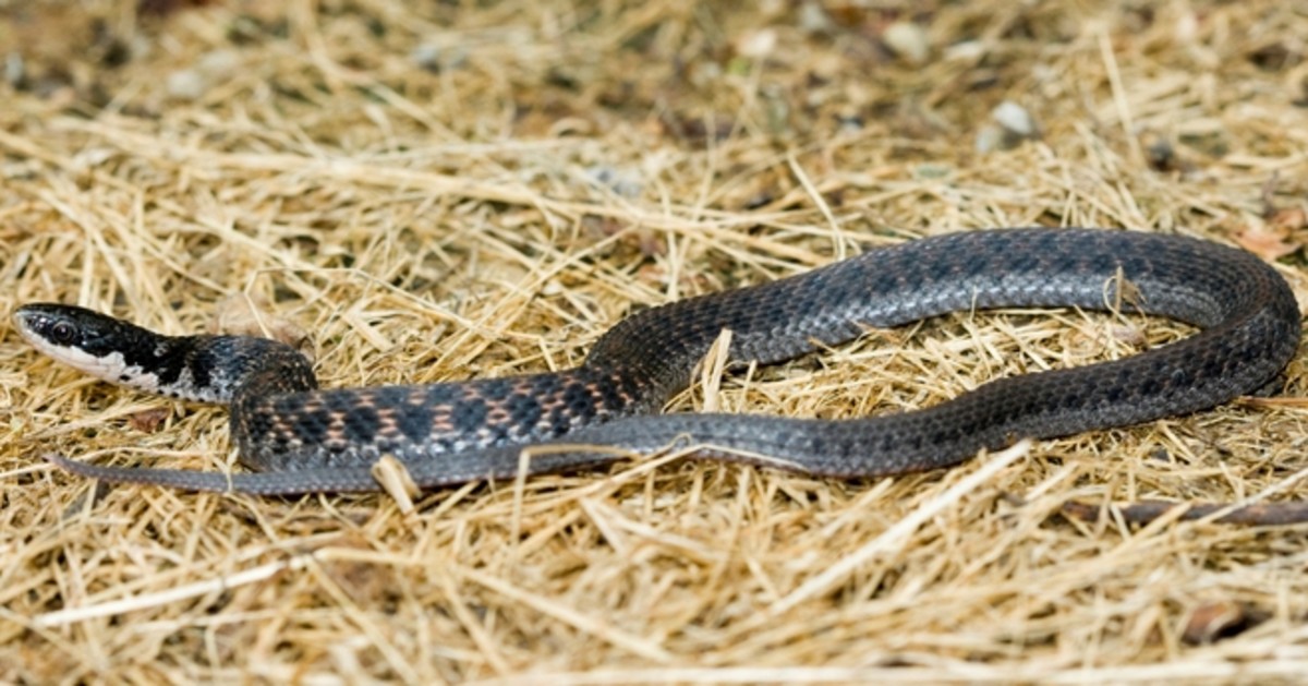 How To Identify The Snakes Of Indiana - Owlcation