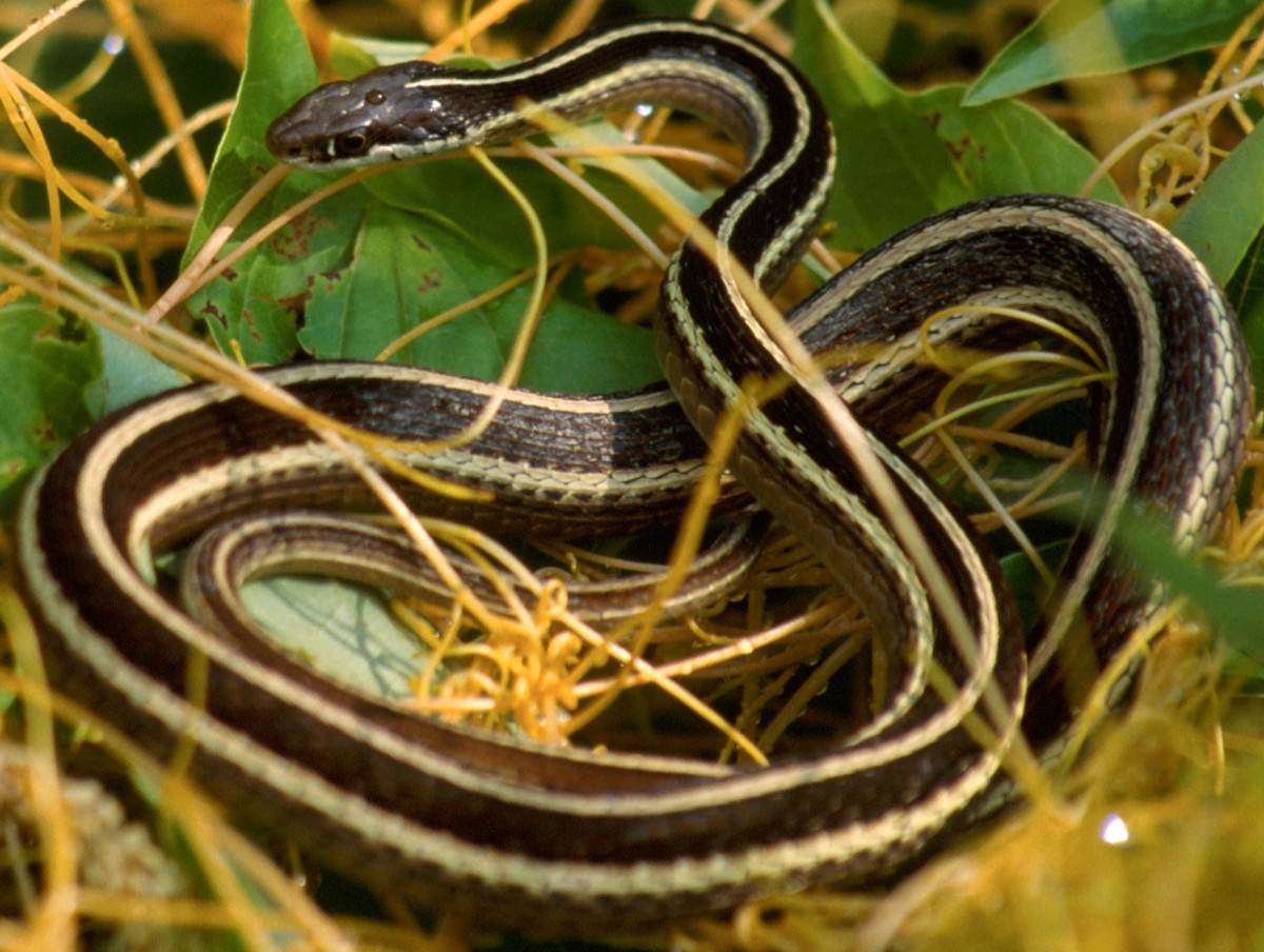 Indiana Venomous Snakes