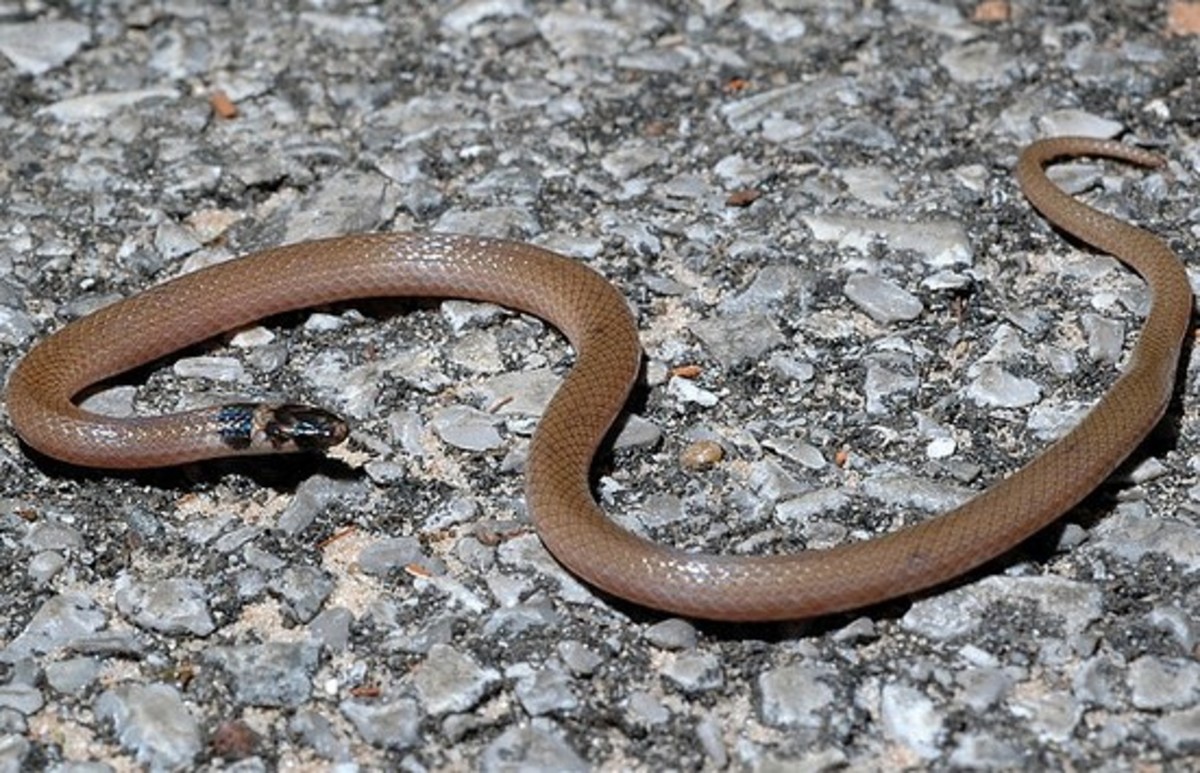 Southwestern Crowned Snake (Tantilla coronata) found in Floyd and Clark counties only.