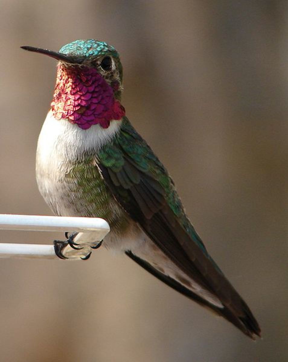 The ruby throated hummingbird is only a part year resident of Asheville backyards and is our smallest bird. 