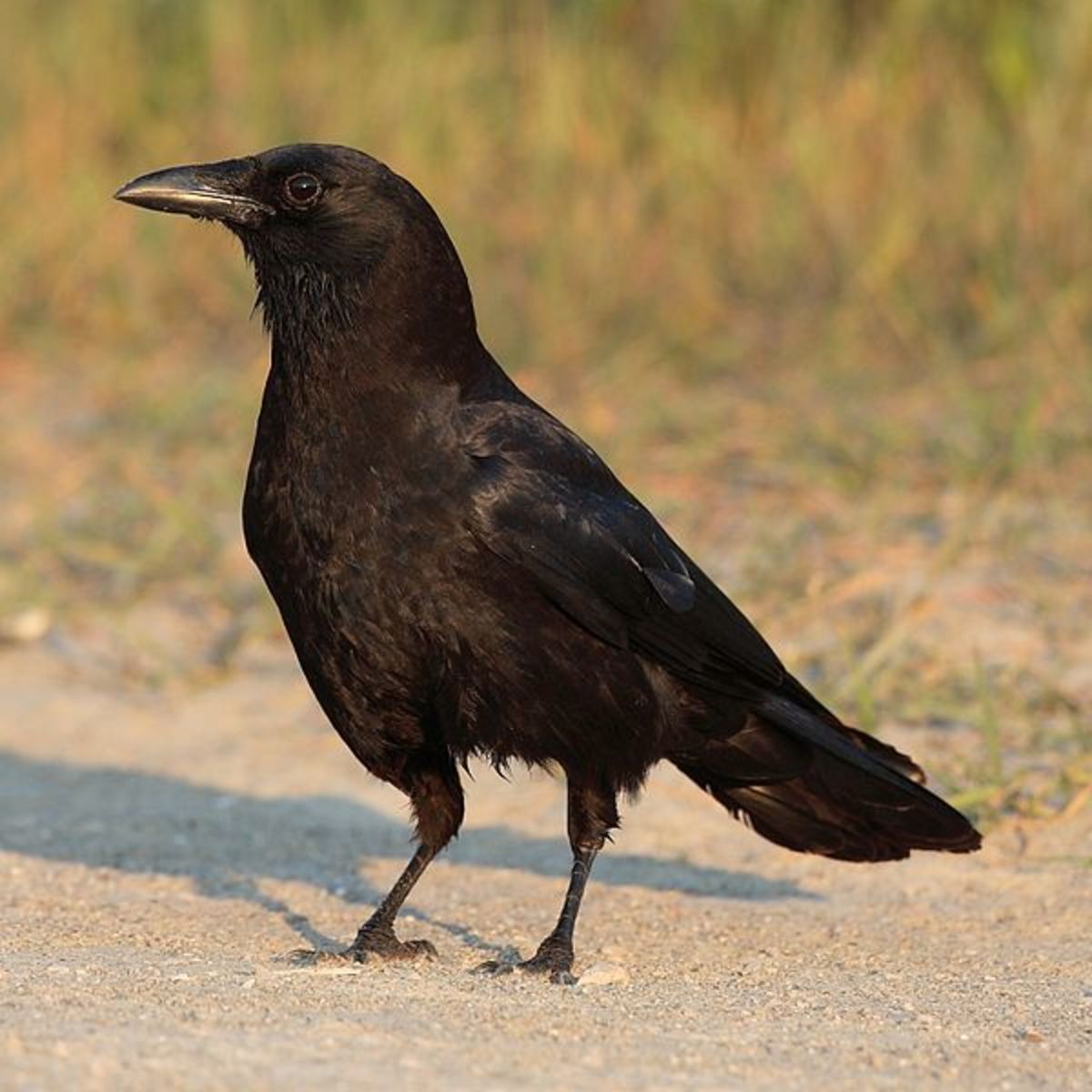 11 Backyard Birds Of Western North Carolina Owlcation