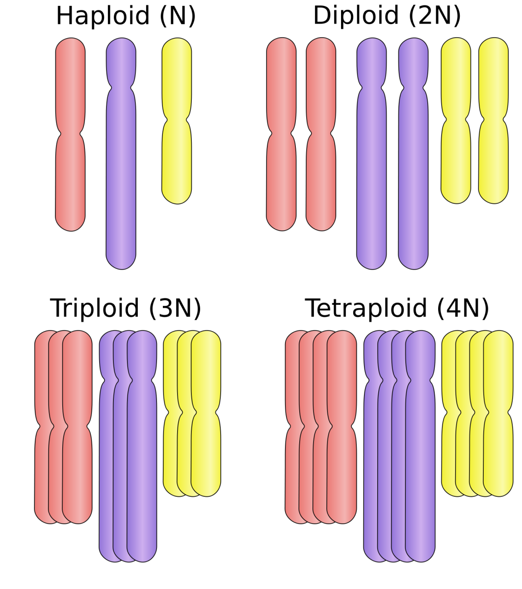 Haploid organisms carry only one copy of each chromosome - this is the genetic profile of a honeybee drone. Humans and most other animals are diploid, and carry two copies of each chromosome. Parthenogenesis is possible for both conditions.
